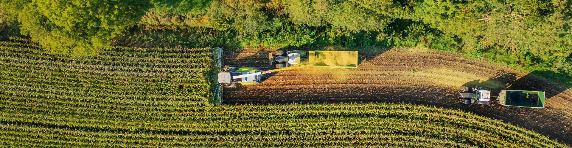 corn being harvested in field