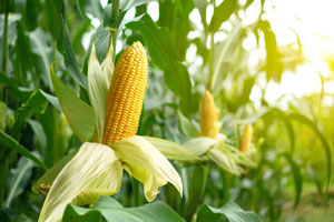 corn in field